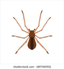 Spider For Animal Vector Illustration