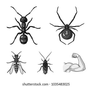 Spider, ant, wasp, bee .Insects set collection icons in monochrome style vector symbol stock illustration web.