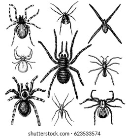 Spider or arachnid species, most dangerous insects in the world, old vintage for halloween or phobia design. hand drawn, engraved may use for tattoo, web and poison black widow, tarantula, birdeater