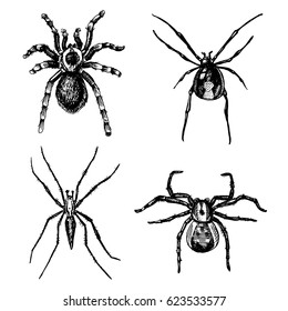 Spider or arachnid species, most dangerous insects in the world, old vintage for halloween or phobia design. hand drawn, engraved may use for tattoo, web and poison black widow, tarantula, birdeater