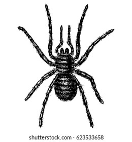 Spider or arachnid species, most dangerous insects in the world, old vintage for halloween or phobia design. hand drawn, engraved may use for tattoo, web and poison black widow, tarantula, birdeater