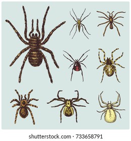 Spider or arachnid species, most dangerous insects in the world, old vintage for halloween or phobia design. hand drawn, engraved may use for tattoo, web and poison black widow, tarantula, birdeater