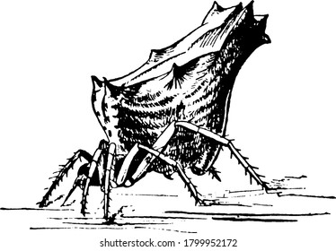 Spider are arachnids with two body segments, eight legs, no wings or antennae and are not able to chew., vintage line drawing or engraving illustration. 