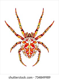 spider Araneus
