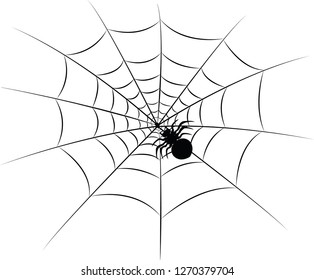 Spider with black fiber and white background
