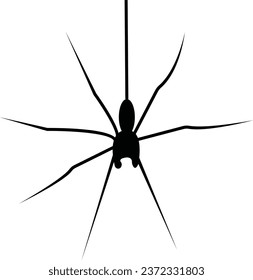 Viuda negra araña. Silueta de araña de insecto negro, fondo blanco aislado. Asustado ícono de Halloween, horror de símbolo, arácnido animal, insectos peligrosos y escalofriantes, miedo a la aracnofobia