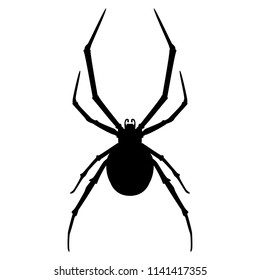 spider black widow Latrodectus Chelicerata Arachnida Araneae Araneomorphae Theridiidae insect vector black silhouette