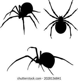 Spider black widow. Vector outline drawing for halloween. Spider collection