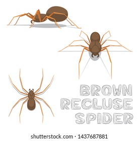 Spider Brown Recluse Spider Cartoon Vector Illustration