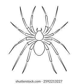 Spider cartoon, vector illustration, spider icon isolated on white background. Line art.
