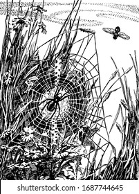 A spider at the centre of spider web,  vintage line drawing or engraving illustration