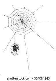 spider and spider cobweb on white background