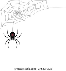 Spider and Cobweb on white background