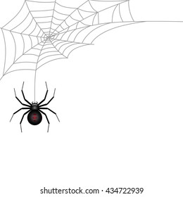 Spider and Cobweb on white background