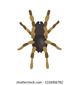 Spider color vector icon. Flat design