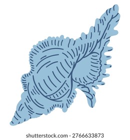 Spider conch shell. Tropical ocean aquatic decoration.