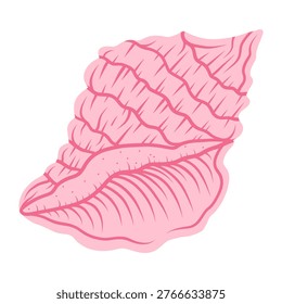 Spider conch shell. Tropical ocean aquatic decoration.