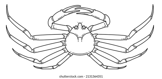 Spider Crab black line icon design on white background. Crab vintage line art label illustration vector.