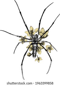 spider decorated with flowers top view, sketch vector graphics monochrome illustration on white background