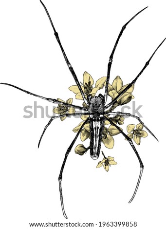spider decorated with flowers top view, sketch vector graphics monochrome illustration on white background