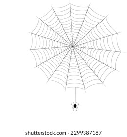 spider descends from the web