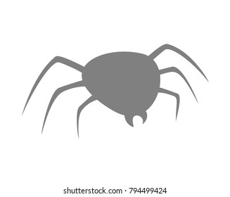spider flat illustration