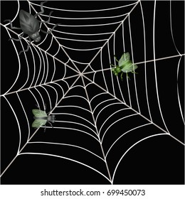Spider and flies in the web