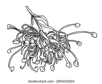 Spider flower grevillea blossom. Isolated vector botanical bouquet: retro vintage, hand drawn, black and white, outline. For wedding invitation, print card, tattoo. Illustration. svg