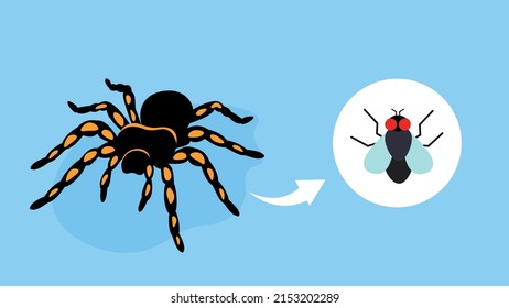 spider and fly, spider eats flies