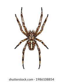 Spider garden spider Araneus a kind of spider from the family of spiders Orb-spiders colored drawing, realistic. Vector illustration of paints