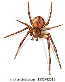 Spider in halloween colors. Vector mesh and curves illustration