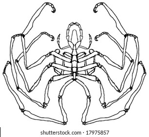 Spider, hand drawn, black and white