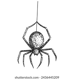 spider hand drawn. cobweb texture, helloween frame, decor funny vector spider vector sketch. isolated black illustration
