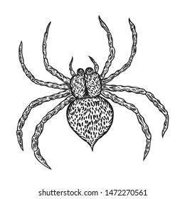 Spider hand drawn, isolated on white. Drawing sketch of the black spider. Halloween, folklore black magic attribute. Vector.