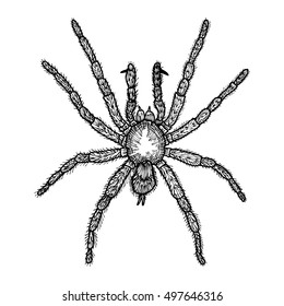 Spider hand drawn, isolated on white. Drawing sketch of the black spider.  Halloween, folklore black magic attribute. Vector.