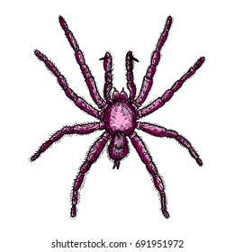 Spider hand drawn, isolated on white for Halloween decoration. Drawing sketch of the spider. Halloween, folklore black magic attribute. Vector.