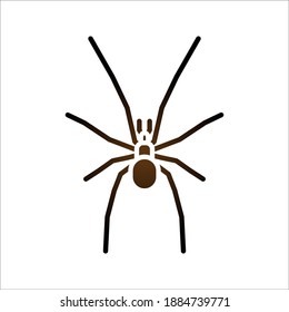 spider icon. arachnid vector. animals sign. vector illustration