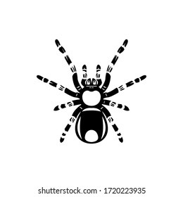 spider icon. vector spider silhouette