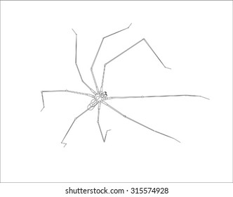 spider illustration