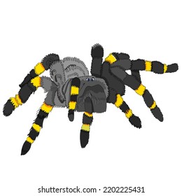 Spider illustration cartoon vector background 