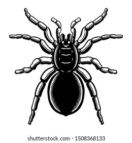 Spider illustration in engraving style. Halloween theme. Design element for poster, card, banner, emblem, sign. Vector illustration