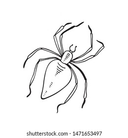 Spider illustration garden-spider kind spiders. Vector spider arachnid animal insect scary fear horror. Holiday danger bug halloween creepy spooky phobia poison dangerous spiders tarantula spider web.