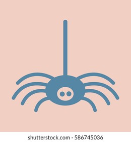 spider insect