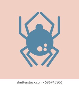 spider insect