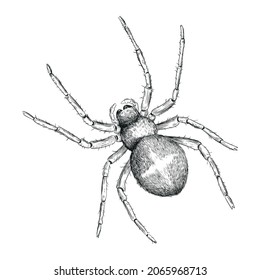 spider insect arthropod animal illustration
