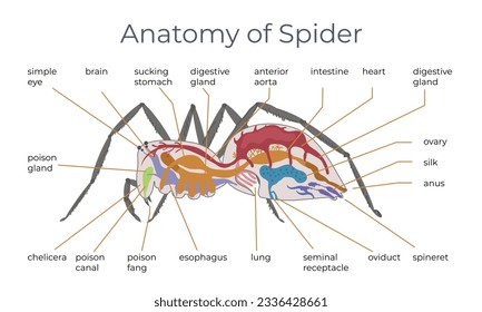 Composición infográfica plana de insectos araña con vista anatómica de araña con subtítulos de texto que apuntan a la ilustración del vector corporal