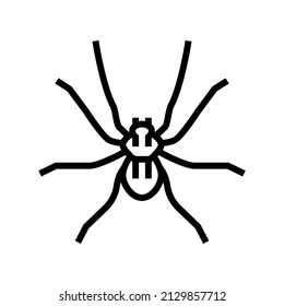 spider insect line icon vector. spider insect sign. isolated contour symbol black illustration