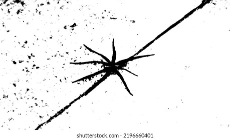 El insecto araña sobre la superficie de hormigón. 