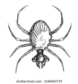 Spider Insect, Which Is Evil, Predatory, Venom, Small Animal. Hand Drawn (doodle Style) Vector Drawing.