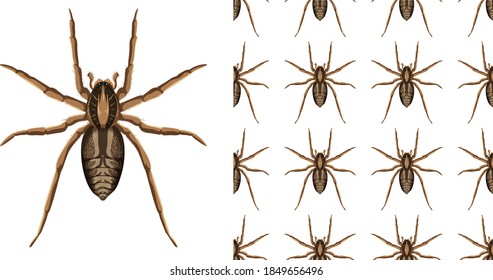 Spider insects isolated on white background and seamless illustration